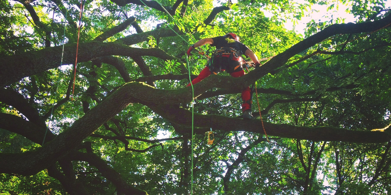 Tree Climbing